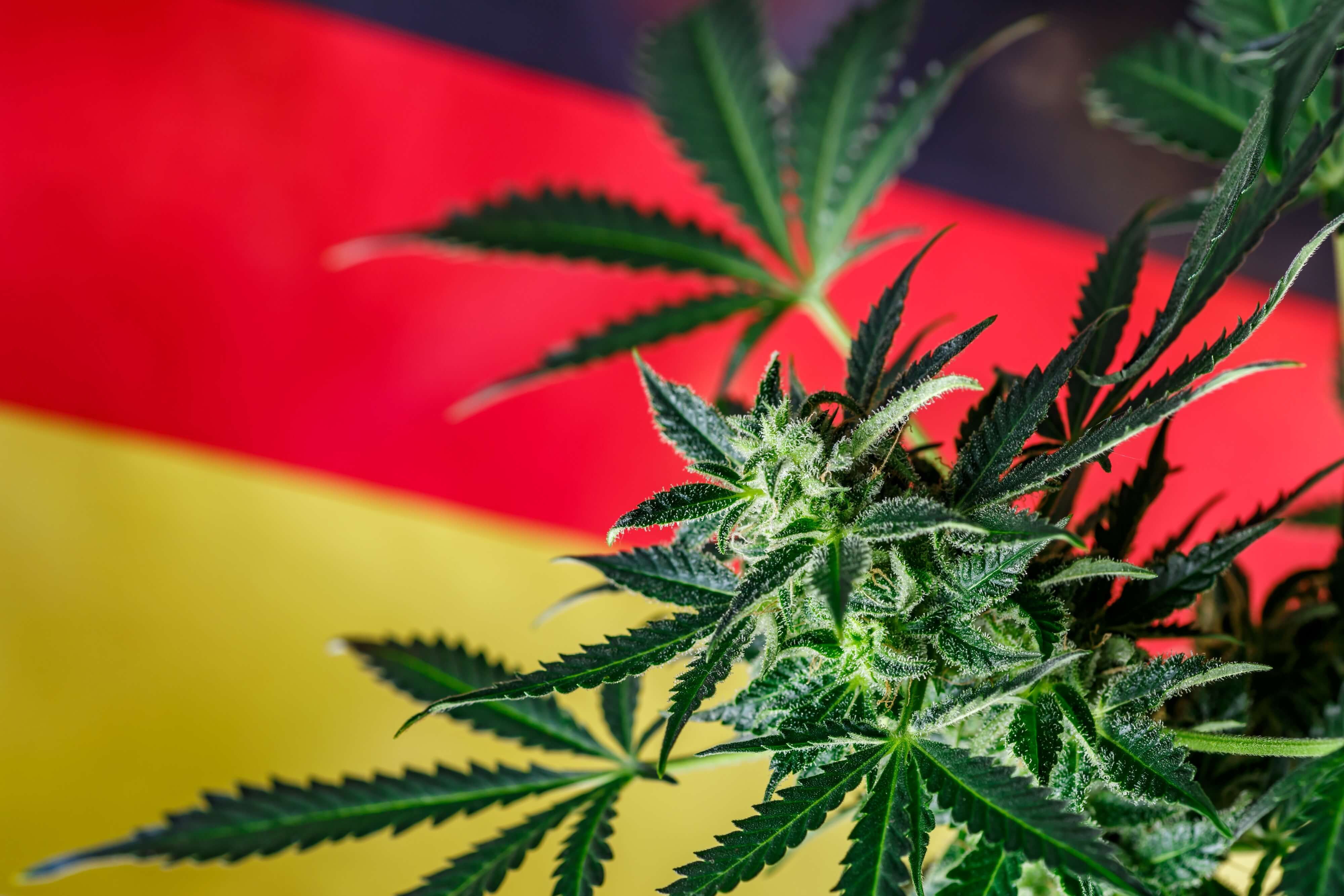 german flag and cannabis flag