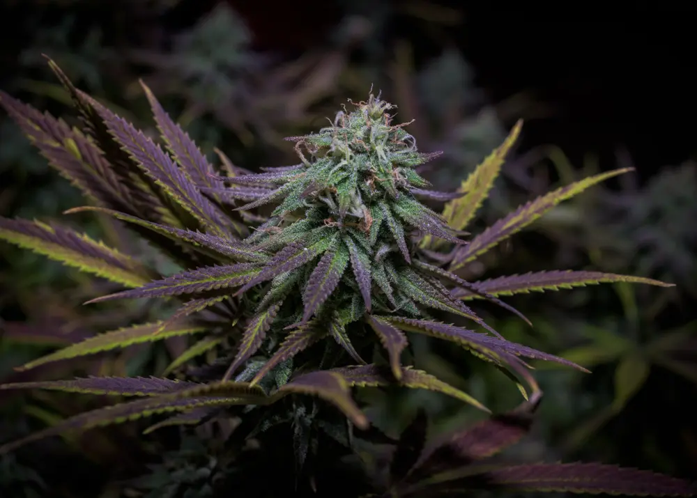 Strain Spotlight: Granddaddy Purple