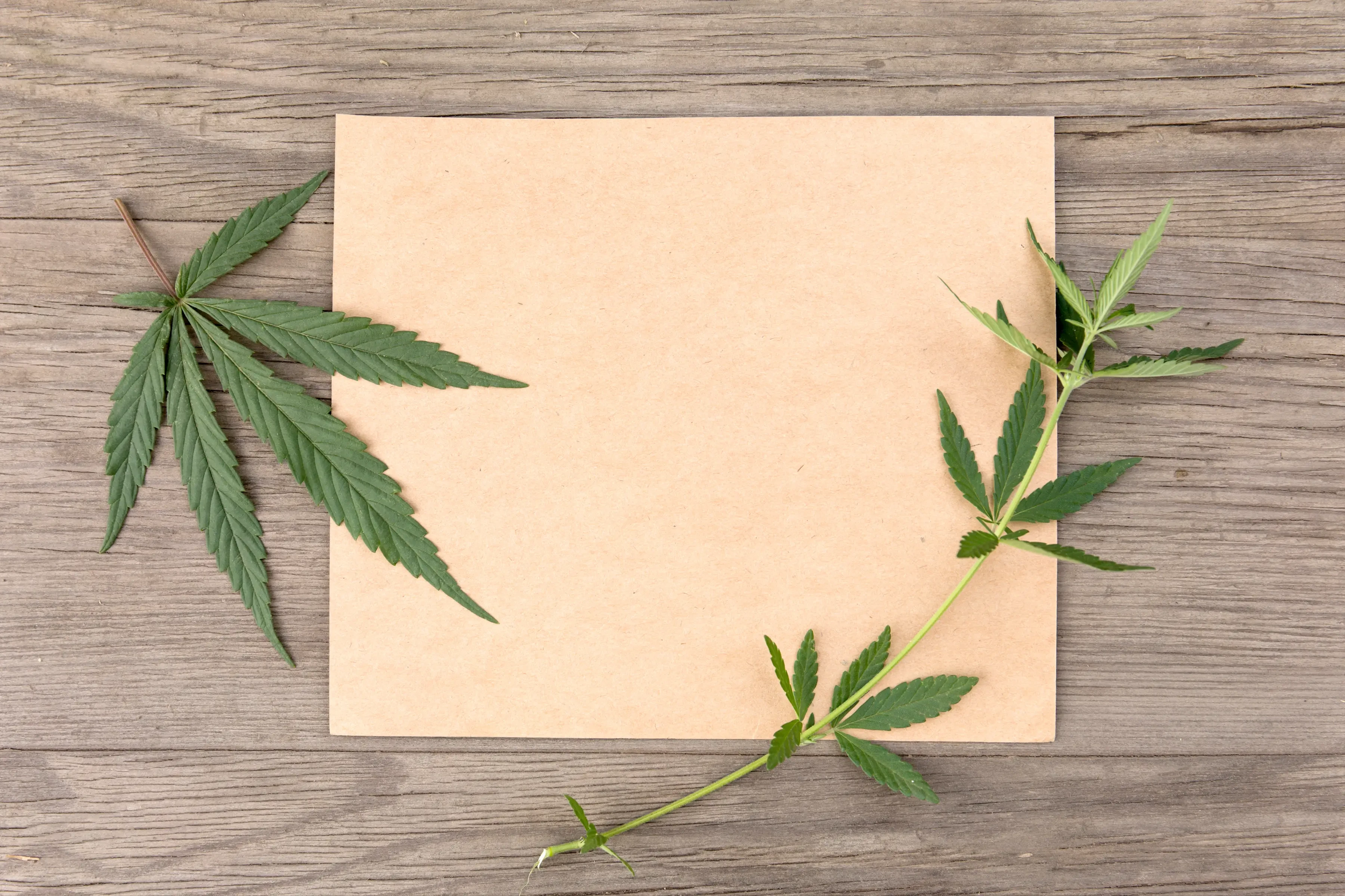 hemp paper on a table with hemp leaves on top