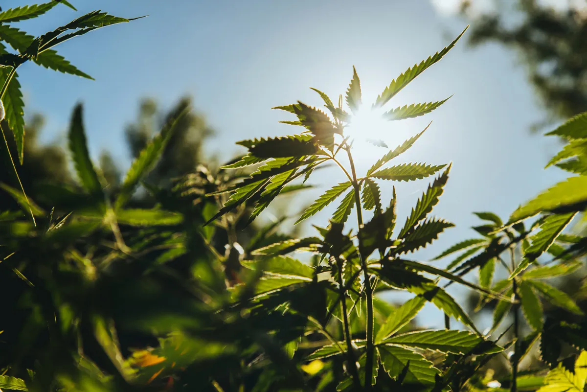 hemp leaves with sunlight peaking through