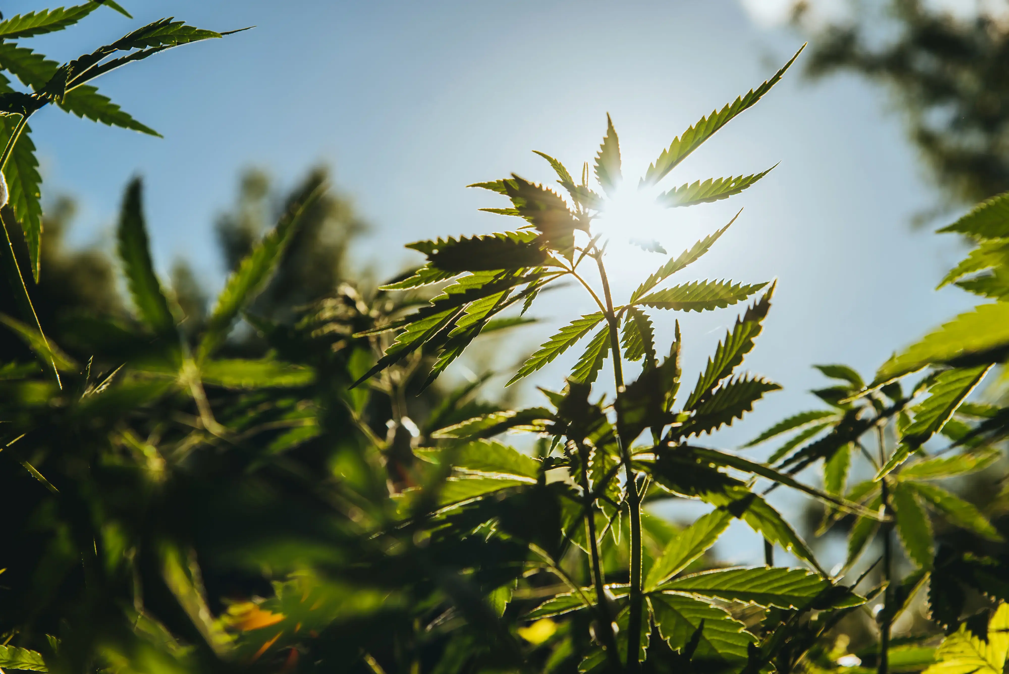 Hemp vs. Marijuana: The Differences You Need to Know