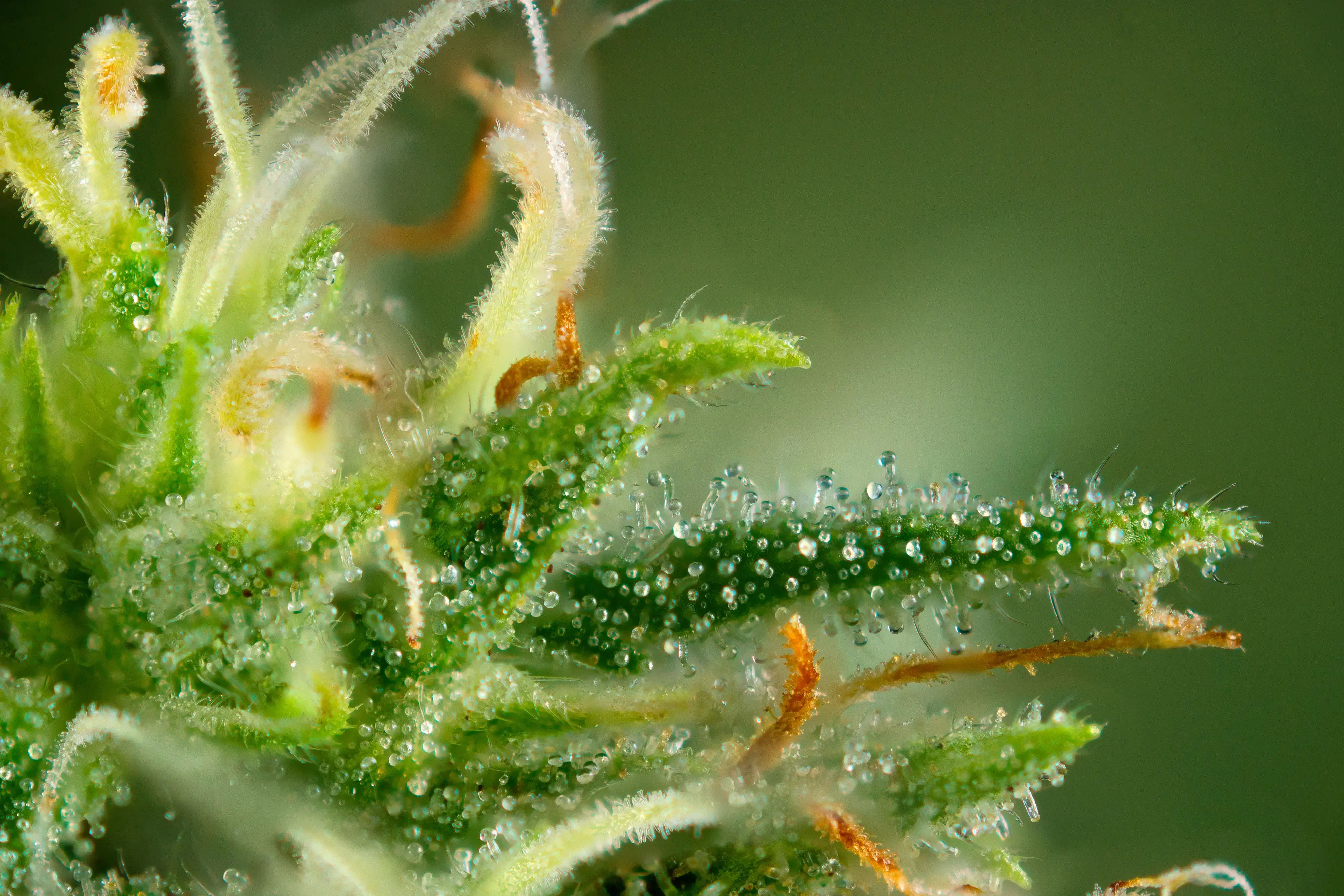 hemp trichomes up close on bud