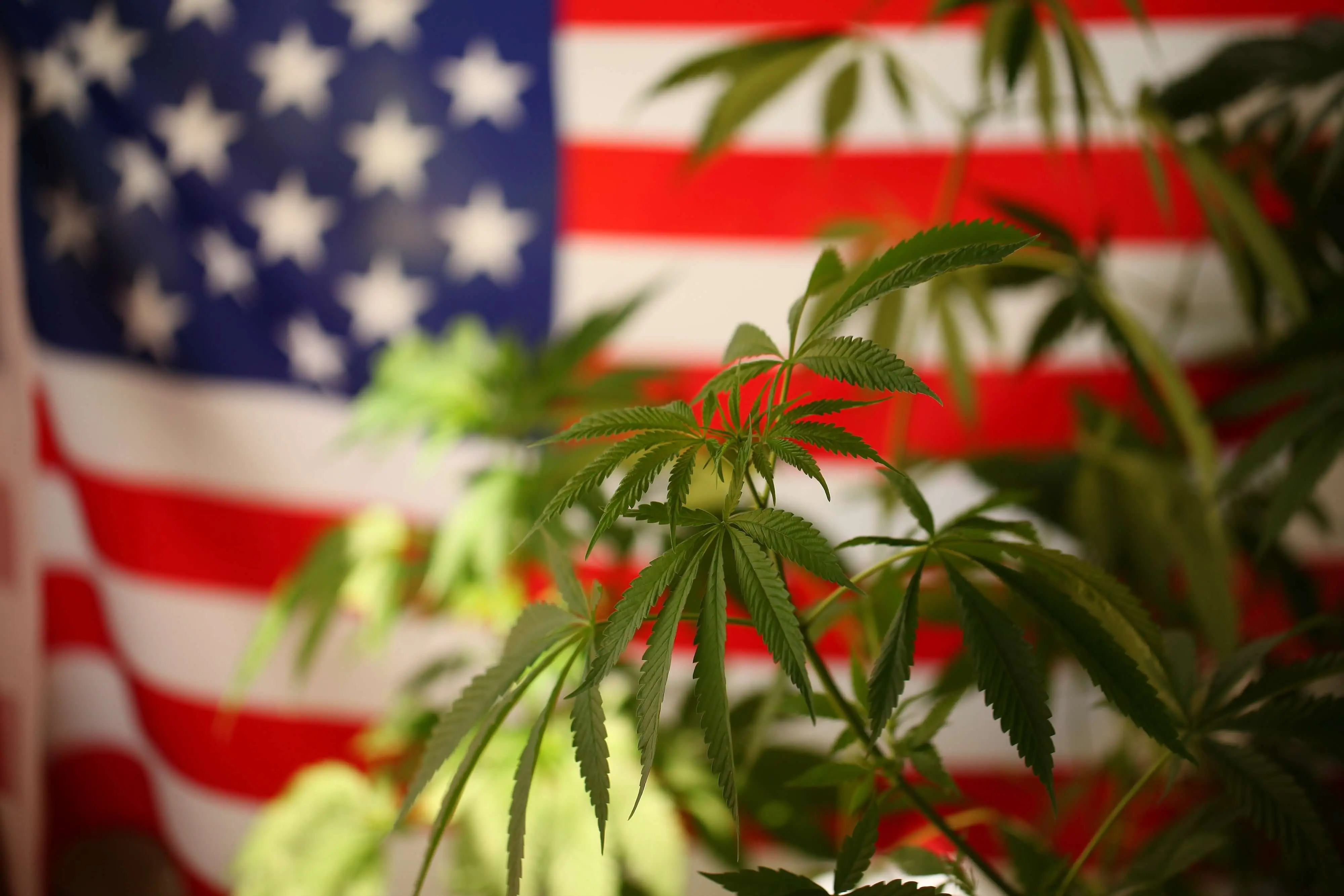 hemp and usa flag