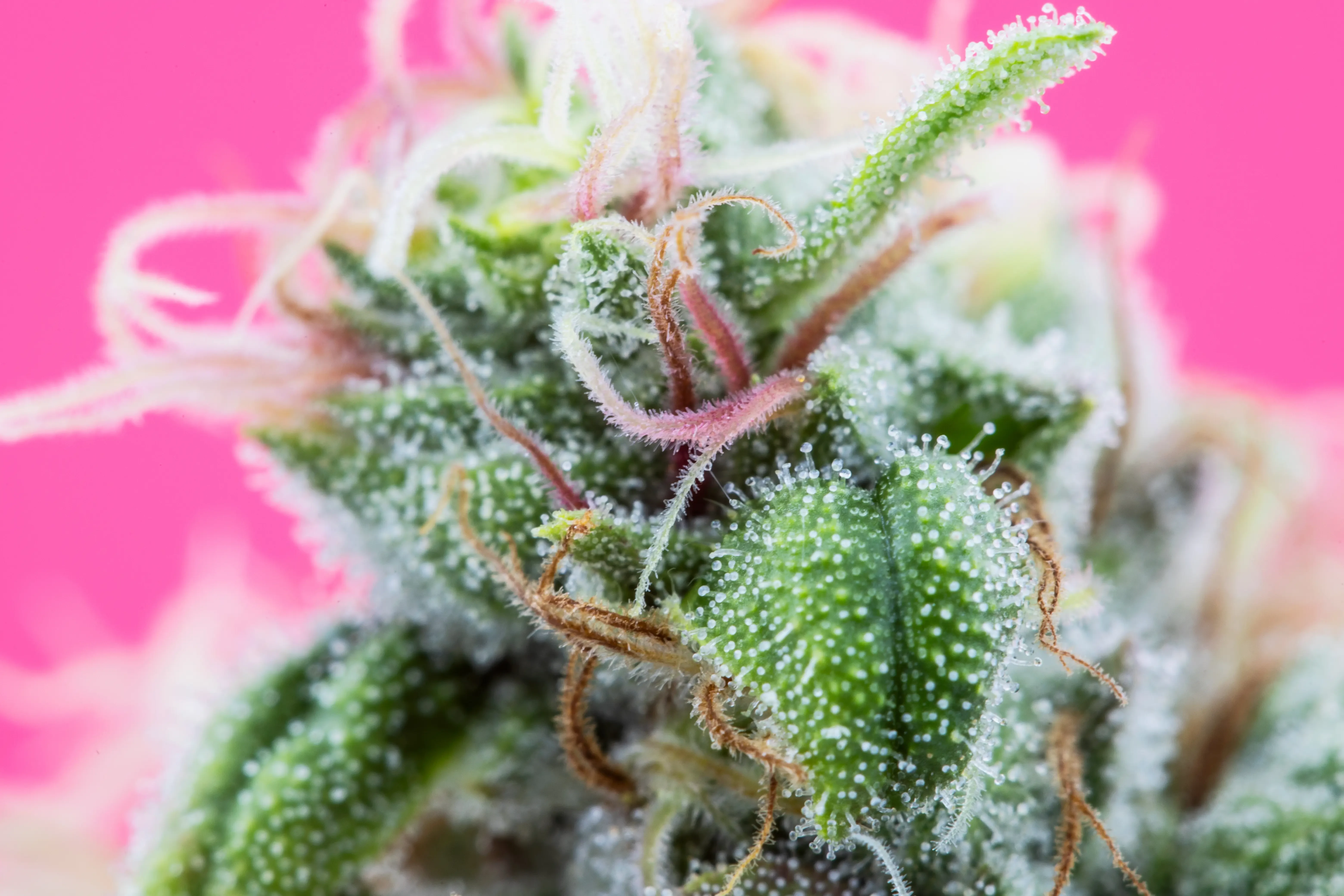 hemp plant with pink background