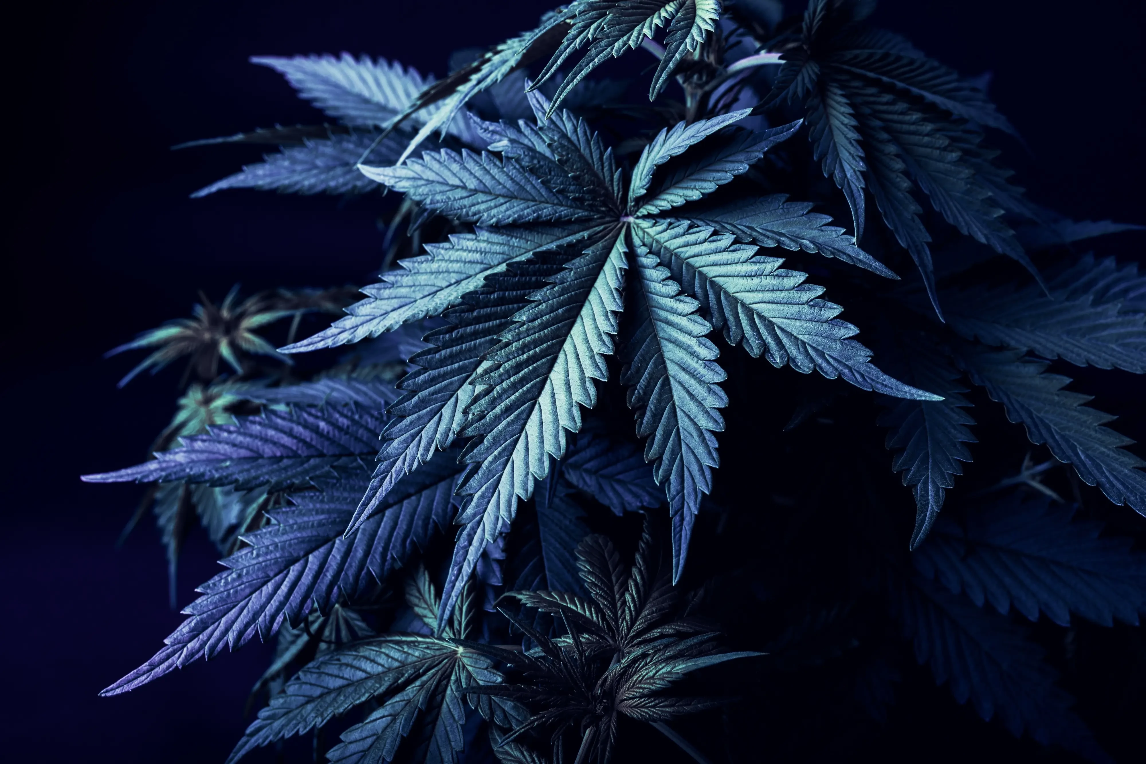 Cannabis leaf with a blue hue overlay