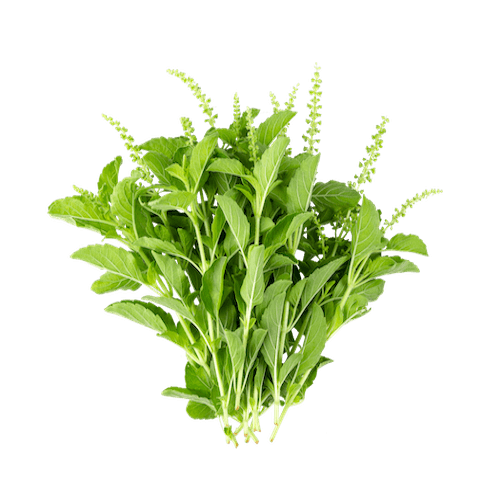 holy basil herb