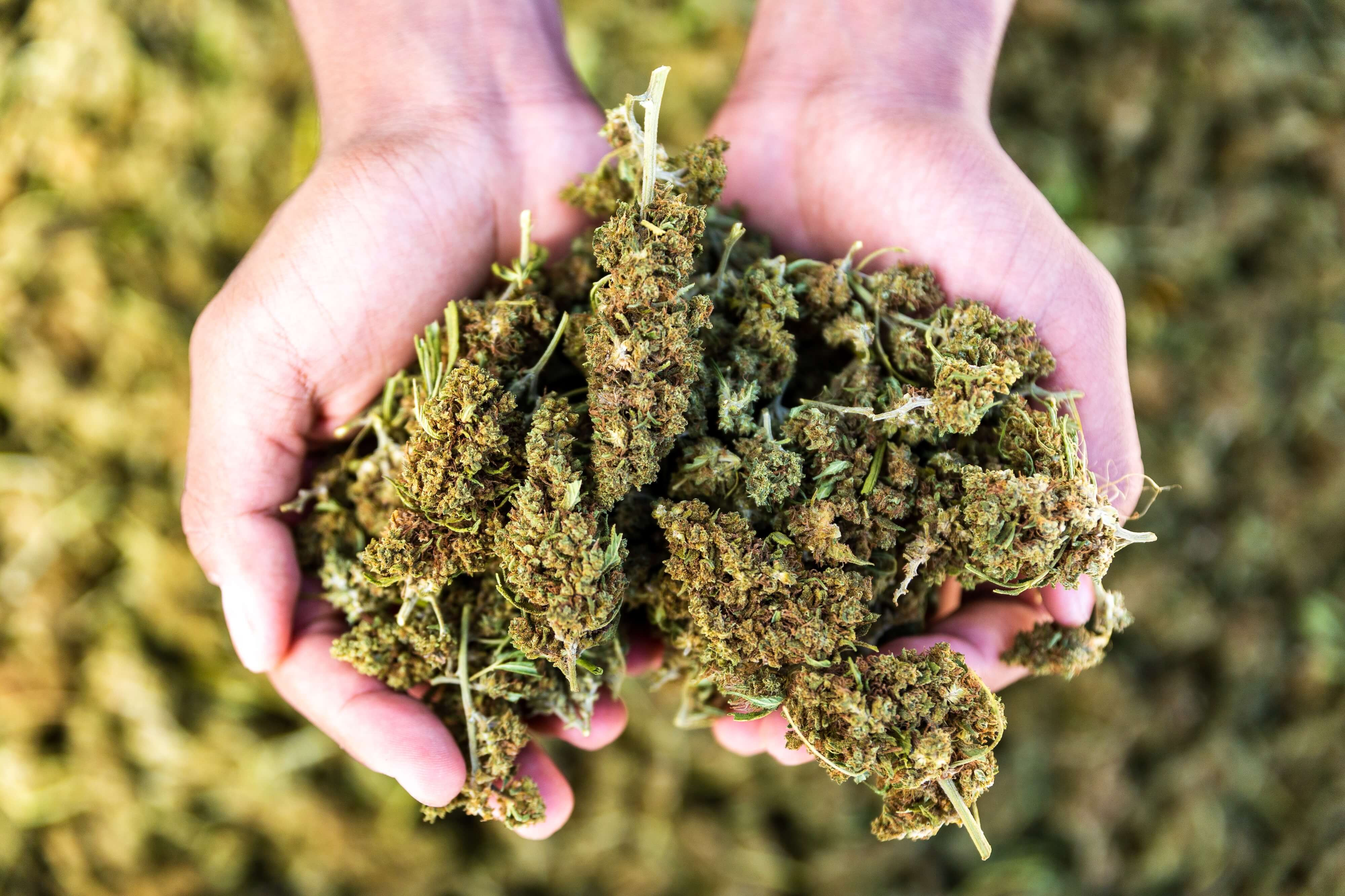 hemp flower in hands