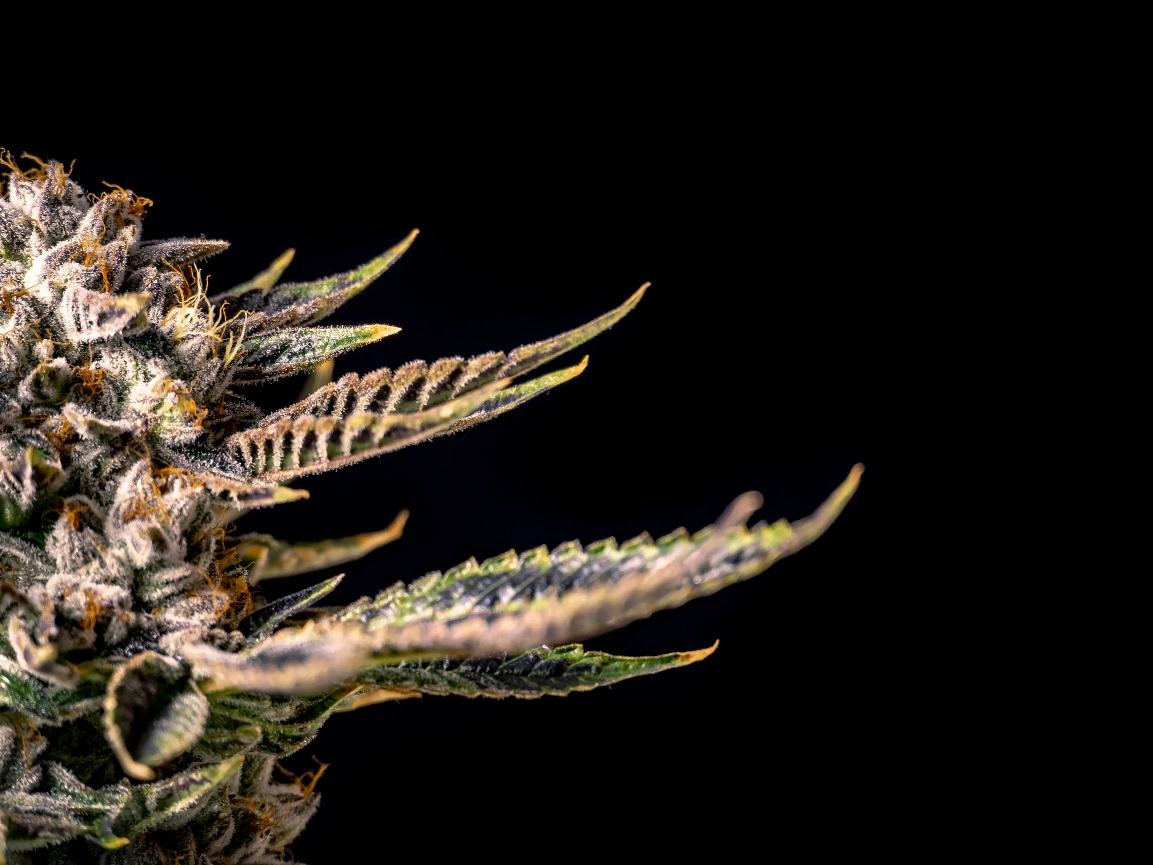 cannabis plant with black background
