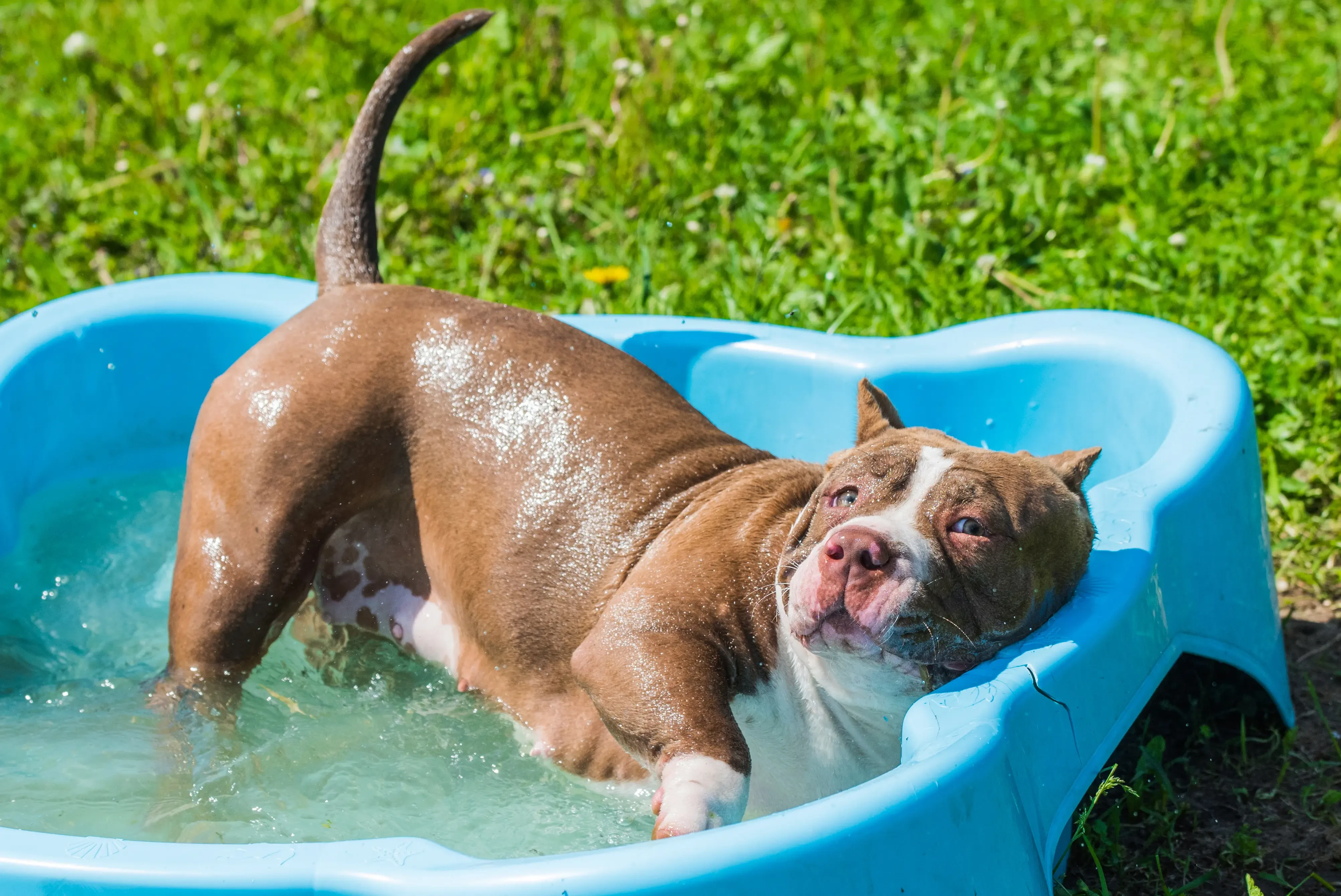 dog bathing outdoors in a pool