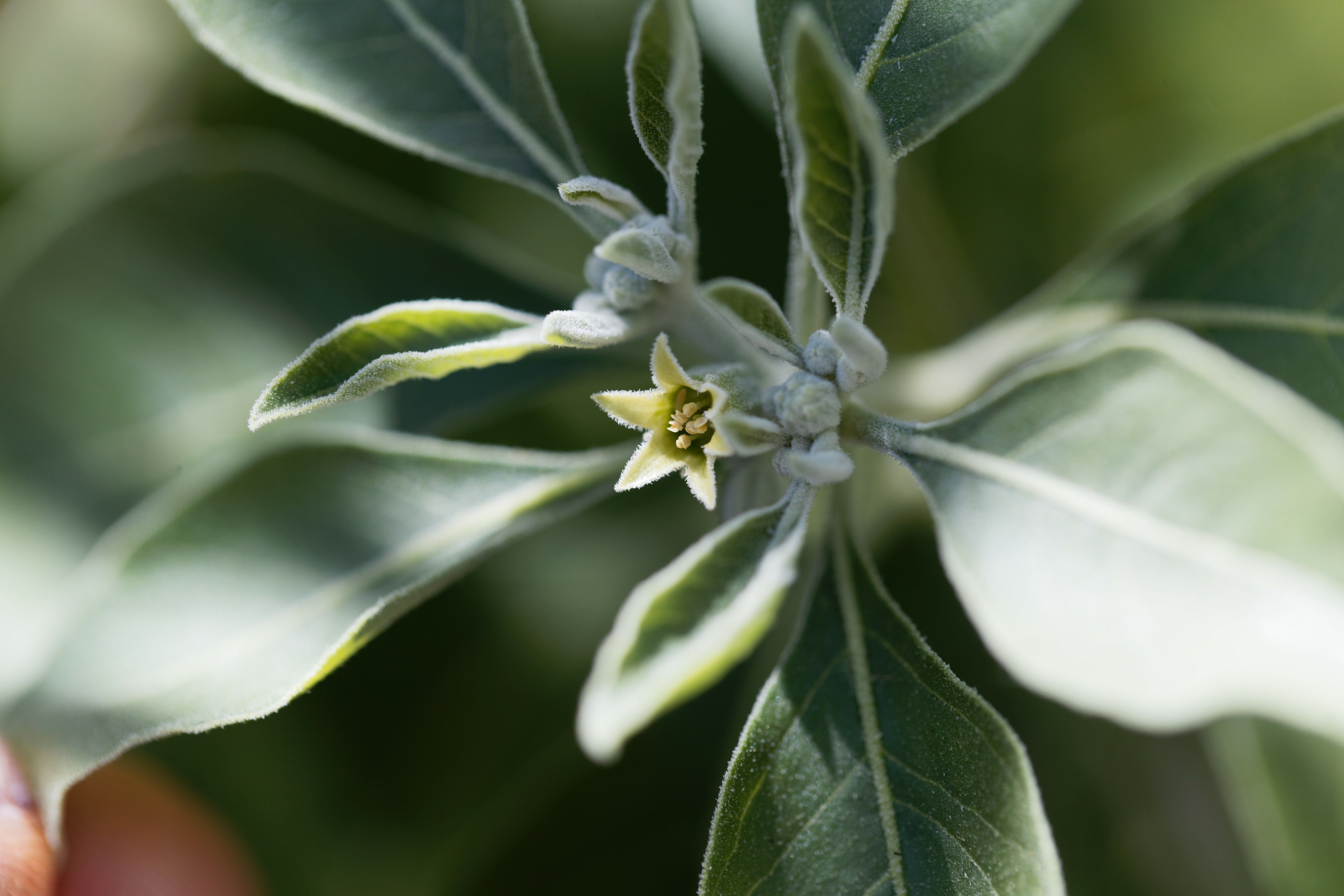 indian ginseng plant leaves close-up
