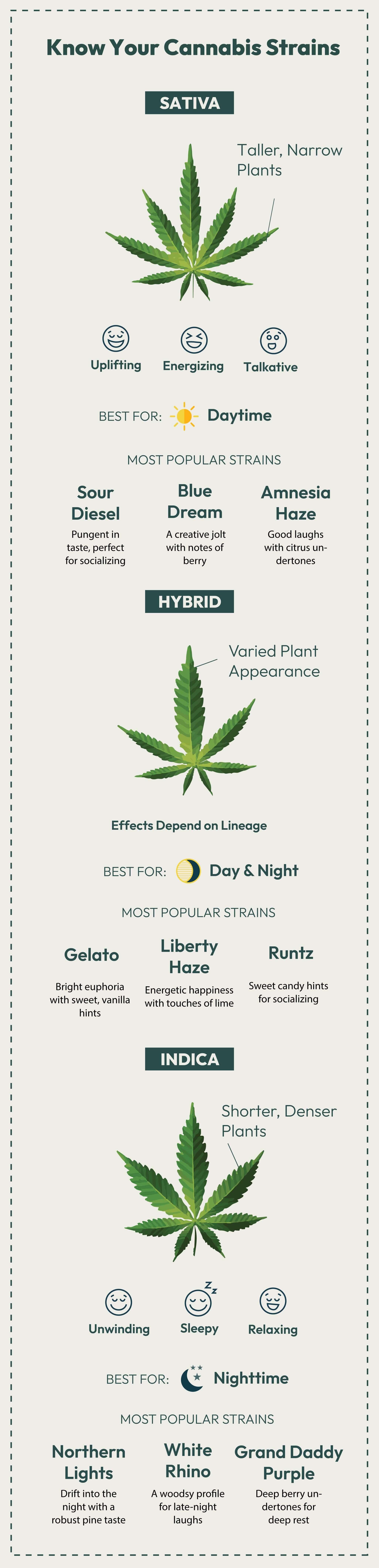 indica, sativa and hybrid differences explained in an infographic chart