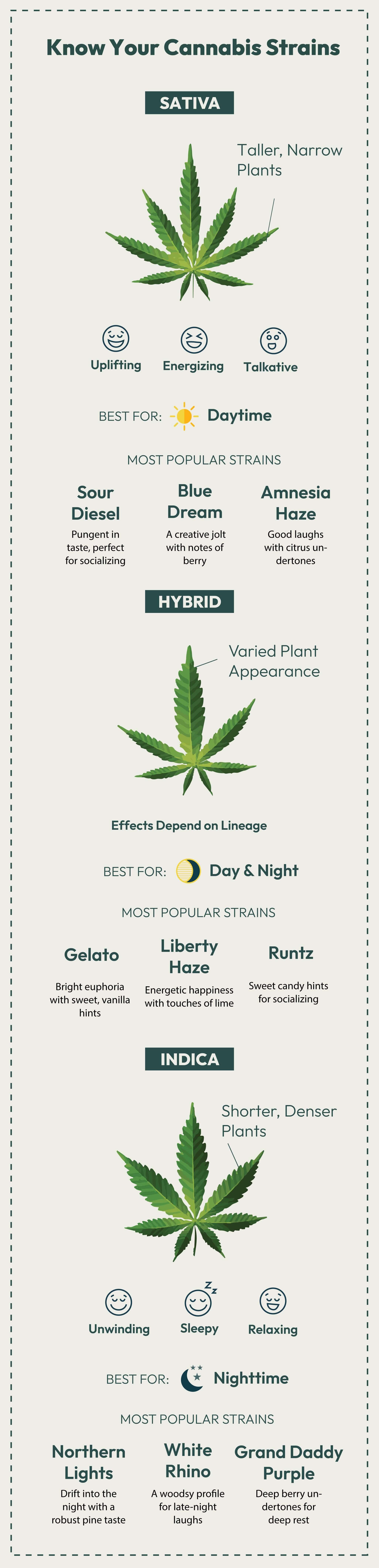 indica, sativa and hybrid differences explained in an infographic chart