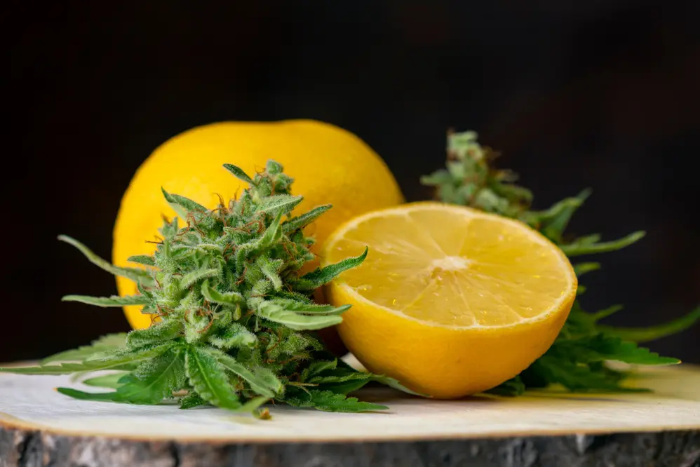 What are Terpenes? A Guide to the Aromatic Compounds of Cannabis