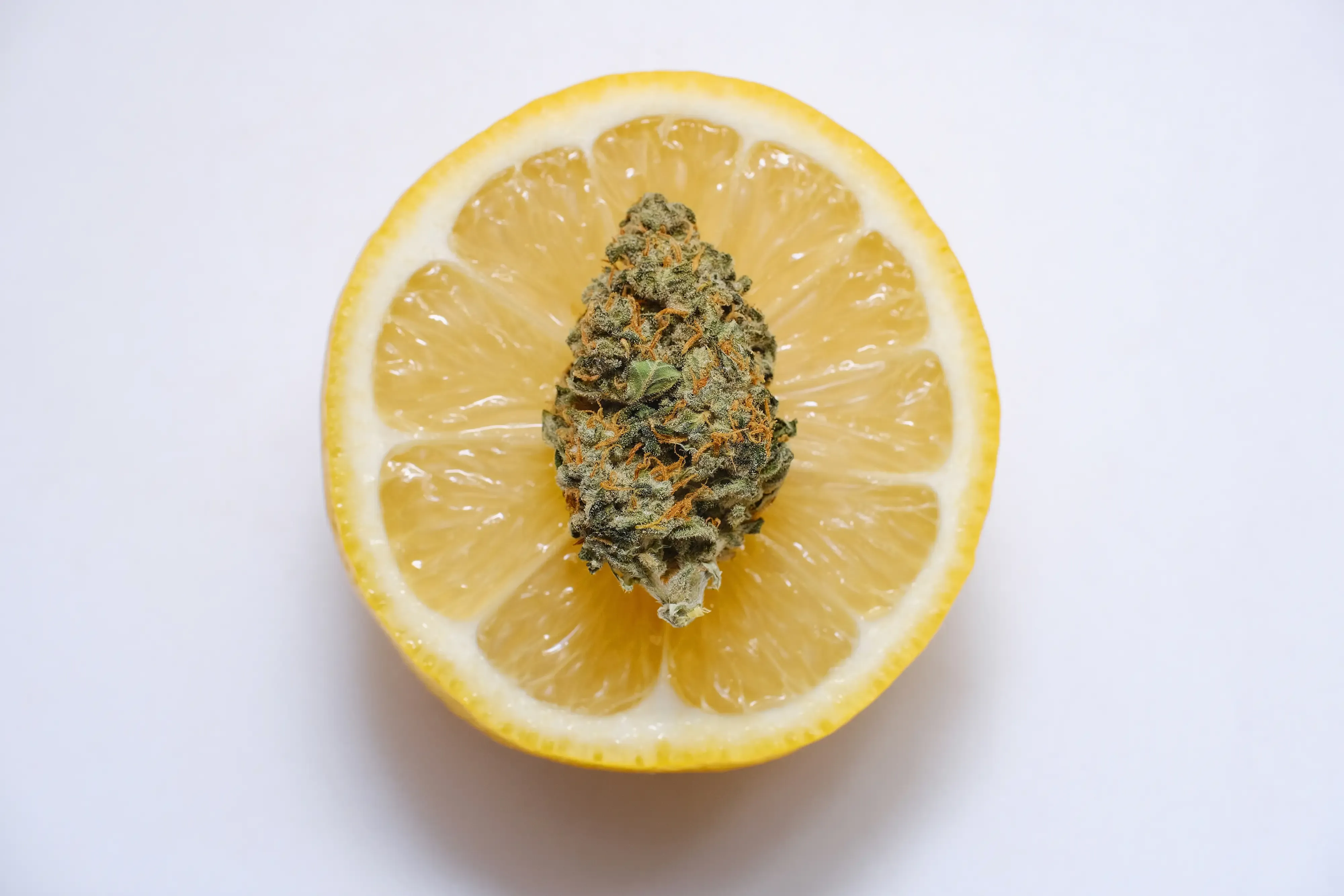 lemon slice with cannabis bud on top