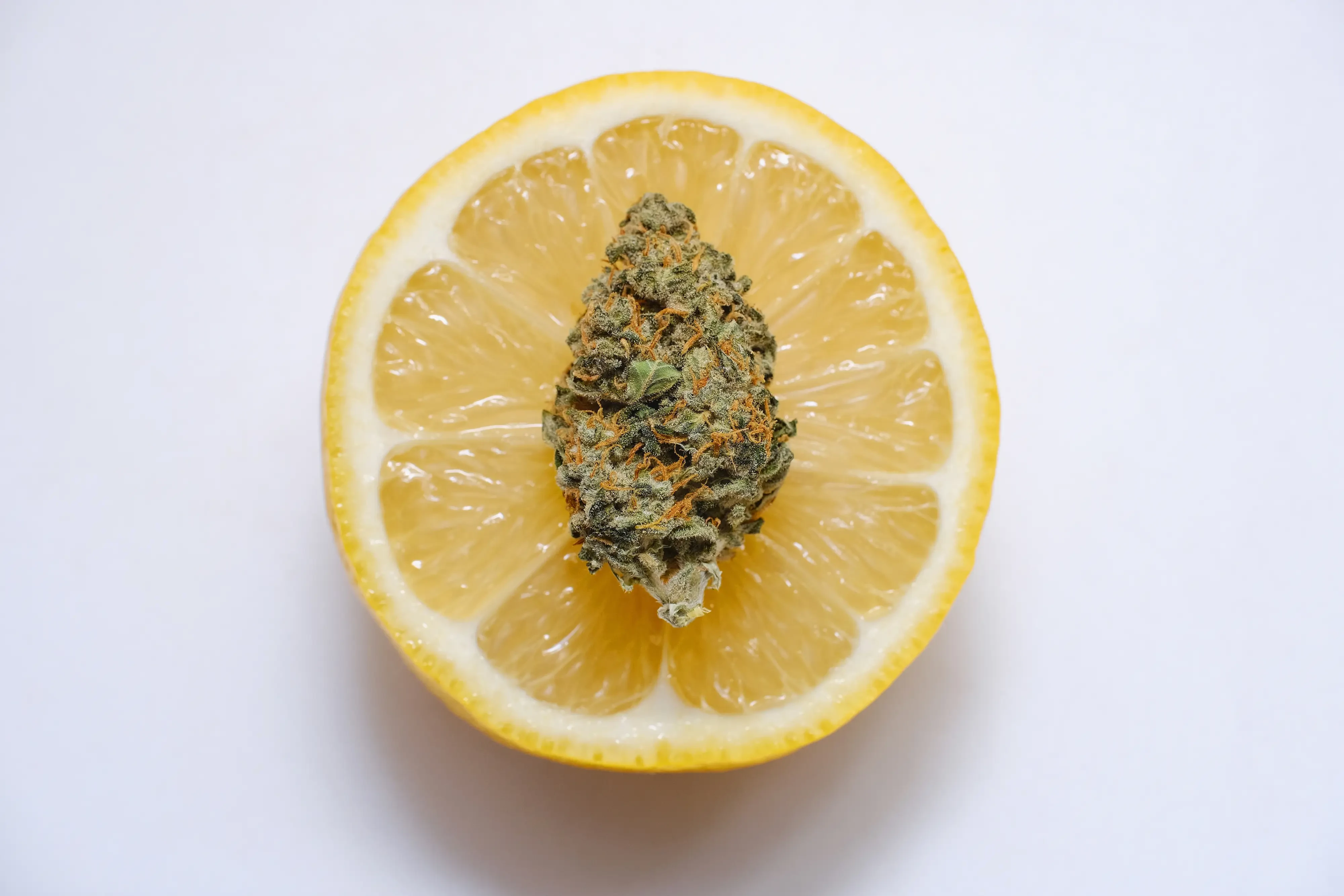 lemon slice with cannabis bud on top