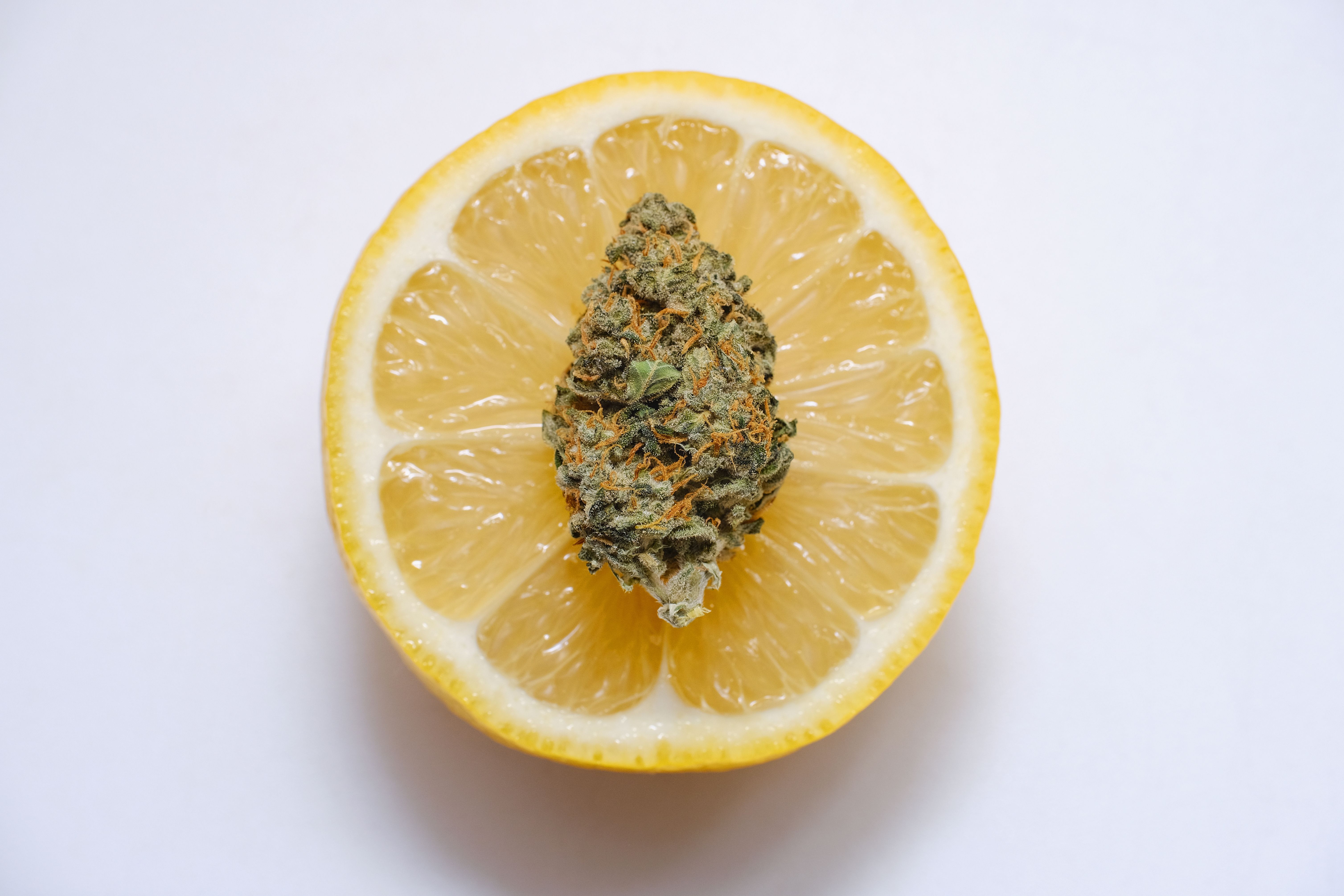 lemon and cannabis bud limonene terpene