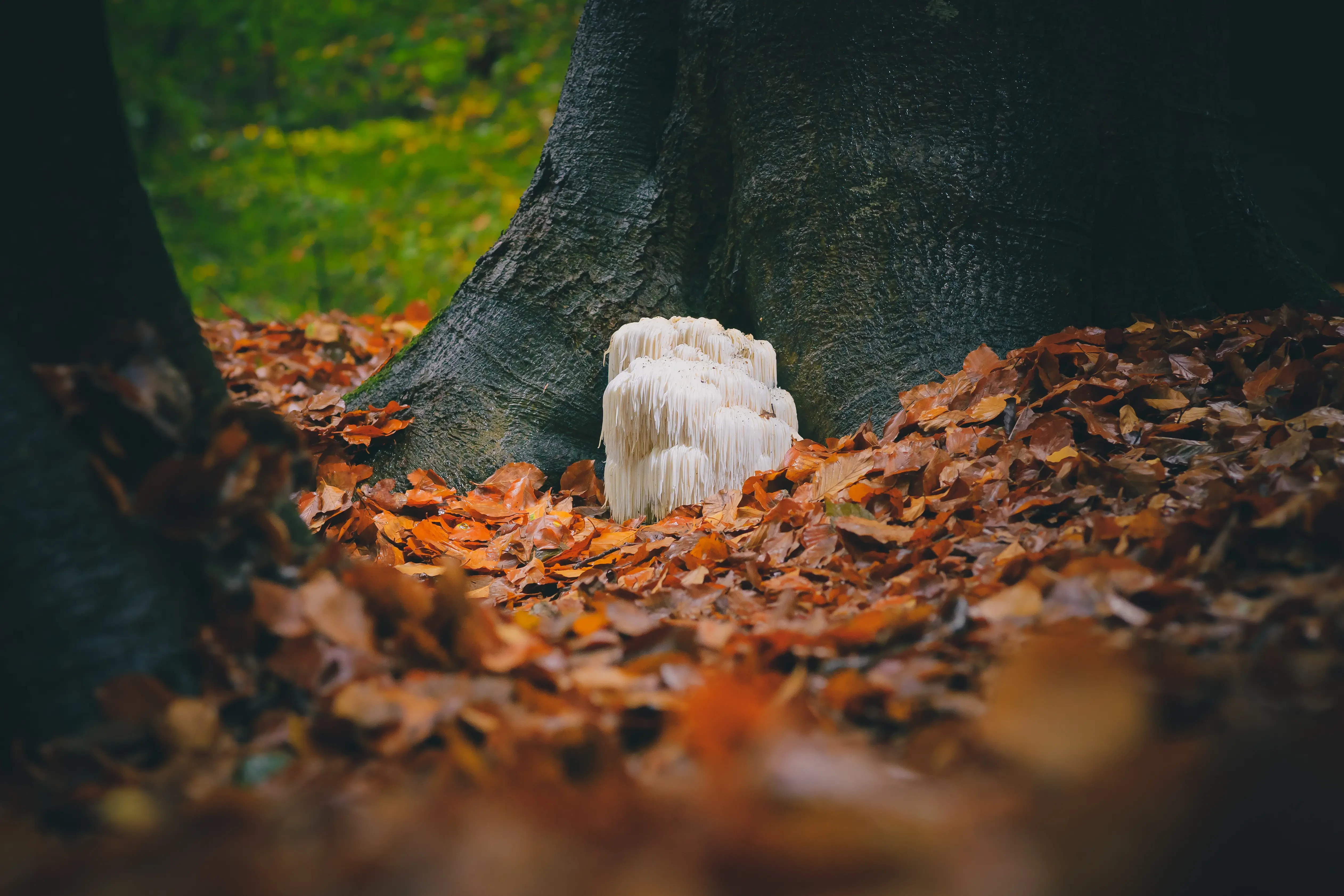 an autumnal forest with a lions mane mushroom growing on a tree trunk
