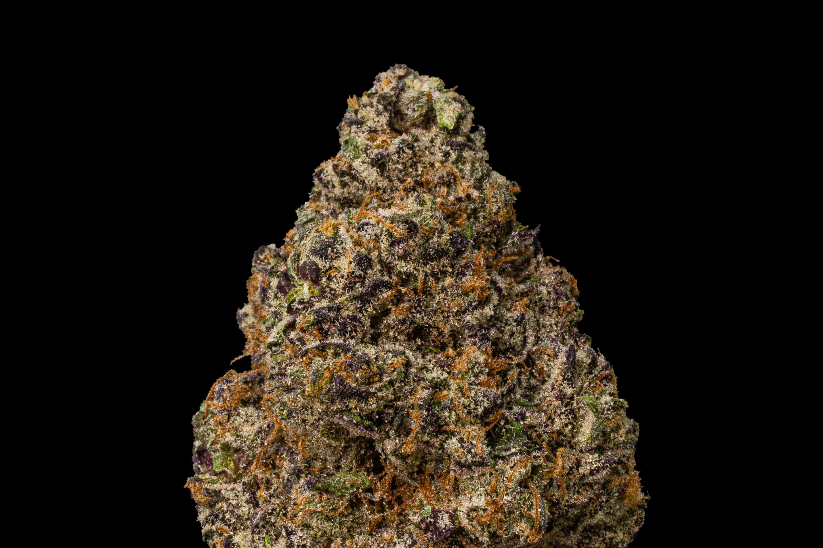 gelato bud closeup with details