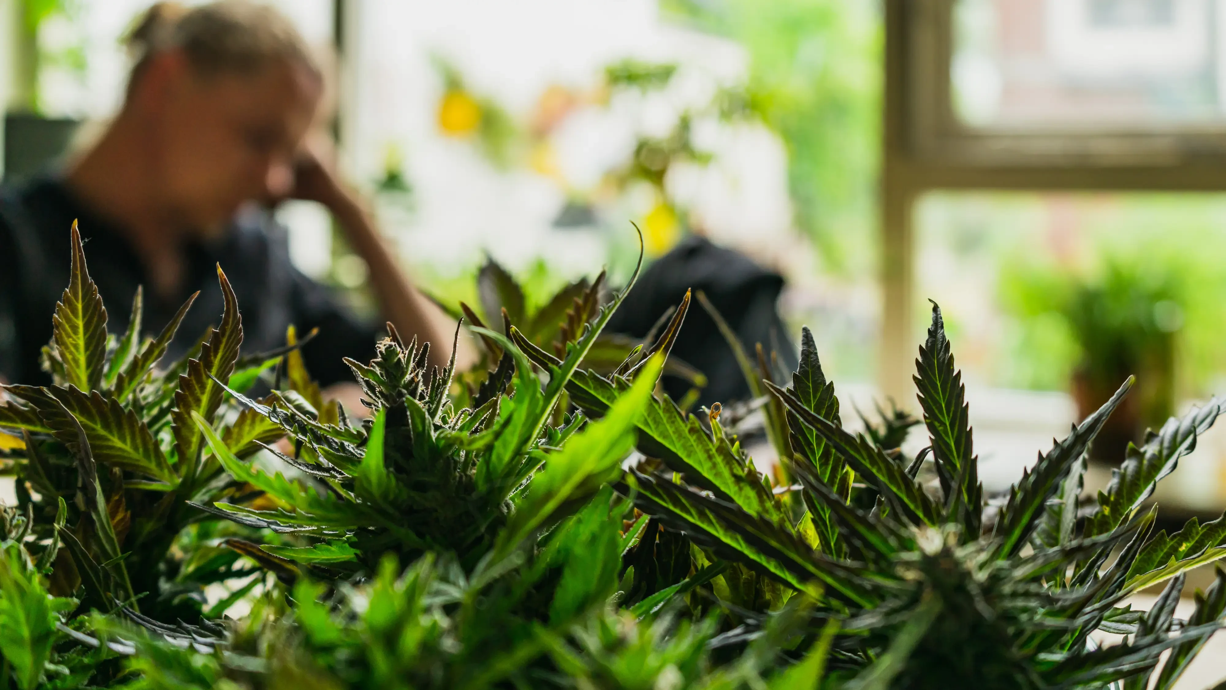 northern lights strain cannabis plants growing indoors