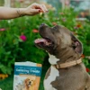 owner giving their pet peanut butter dog treats