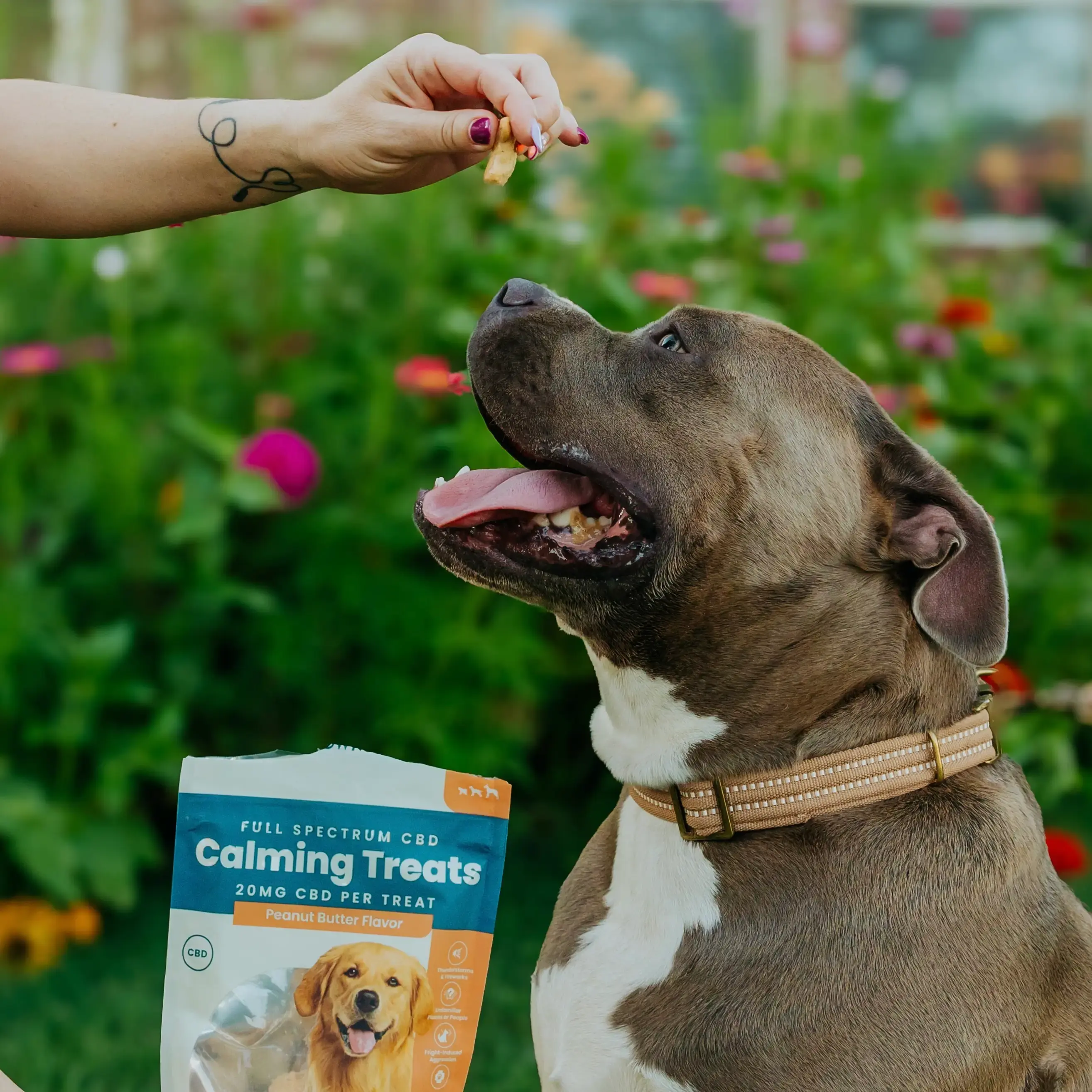 owner giving their pet peanut butter dog treats