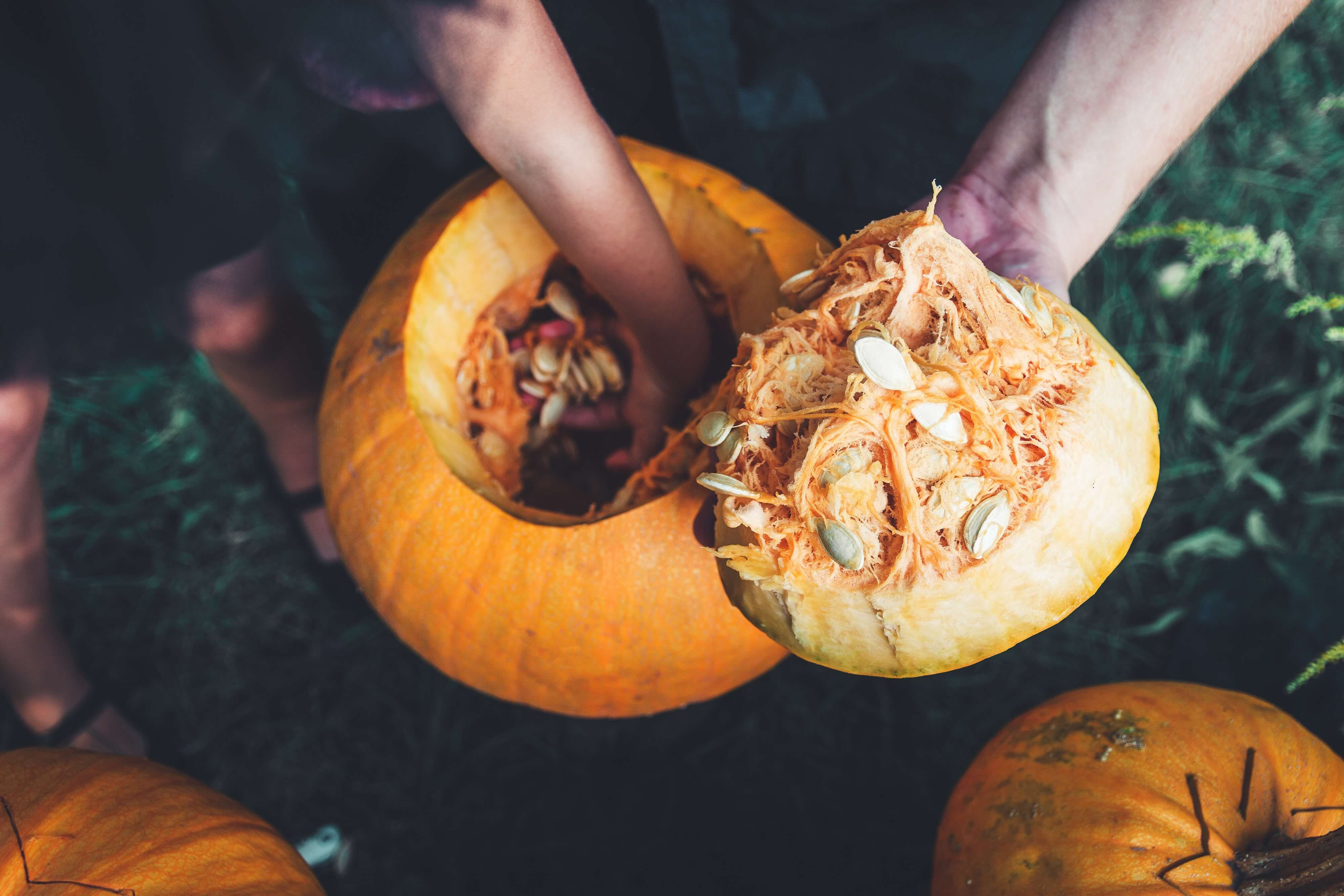 carving out a pumpkin
