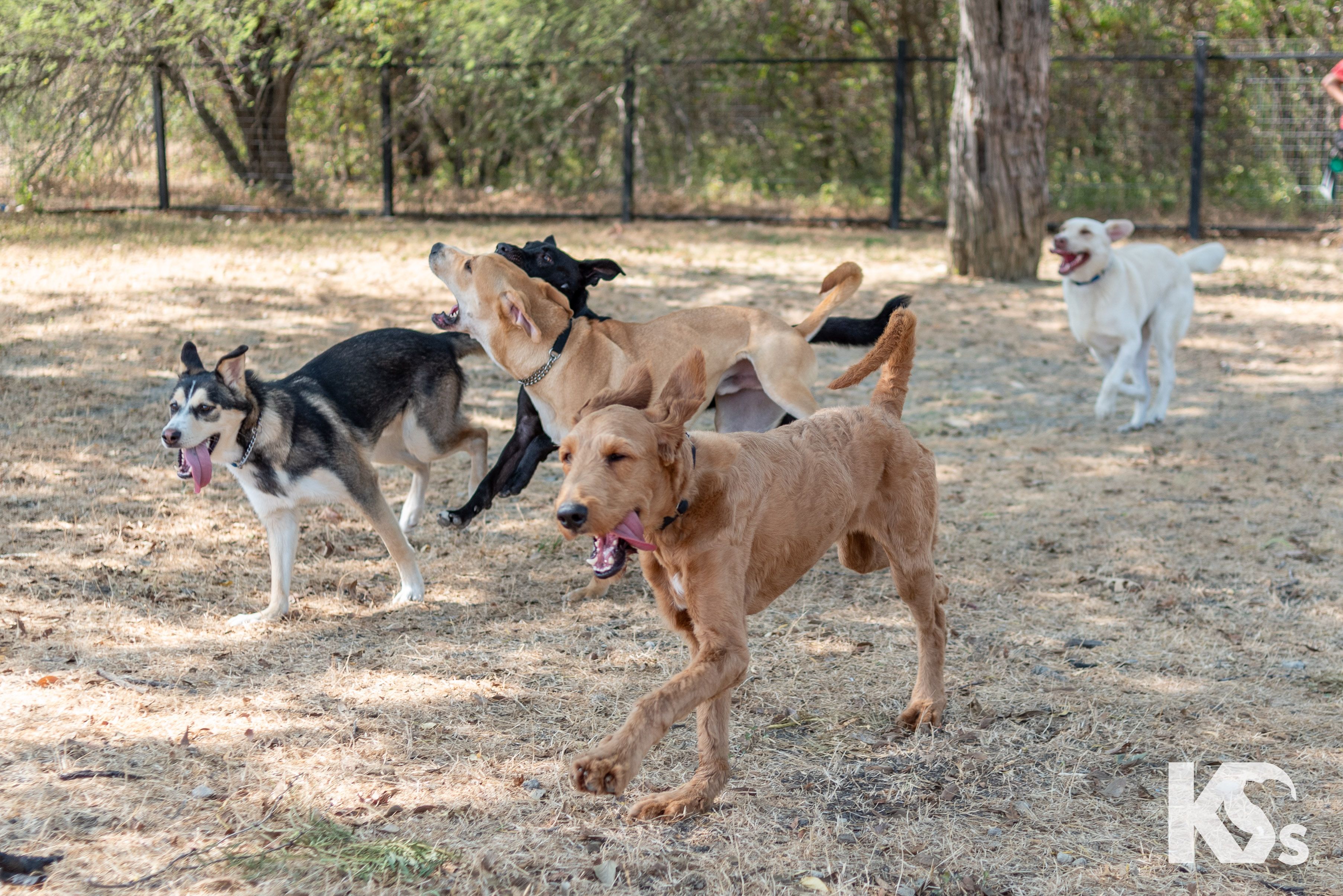 group of service dogs running together happily