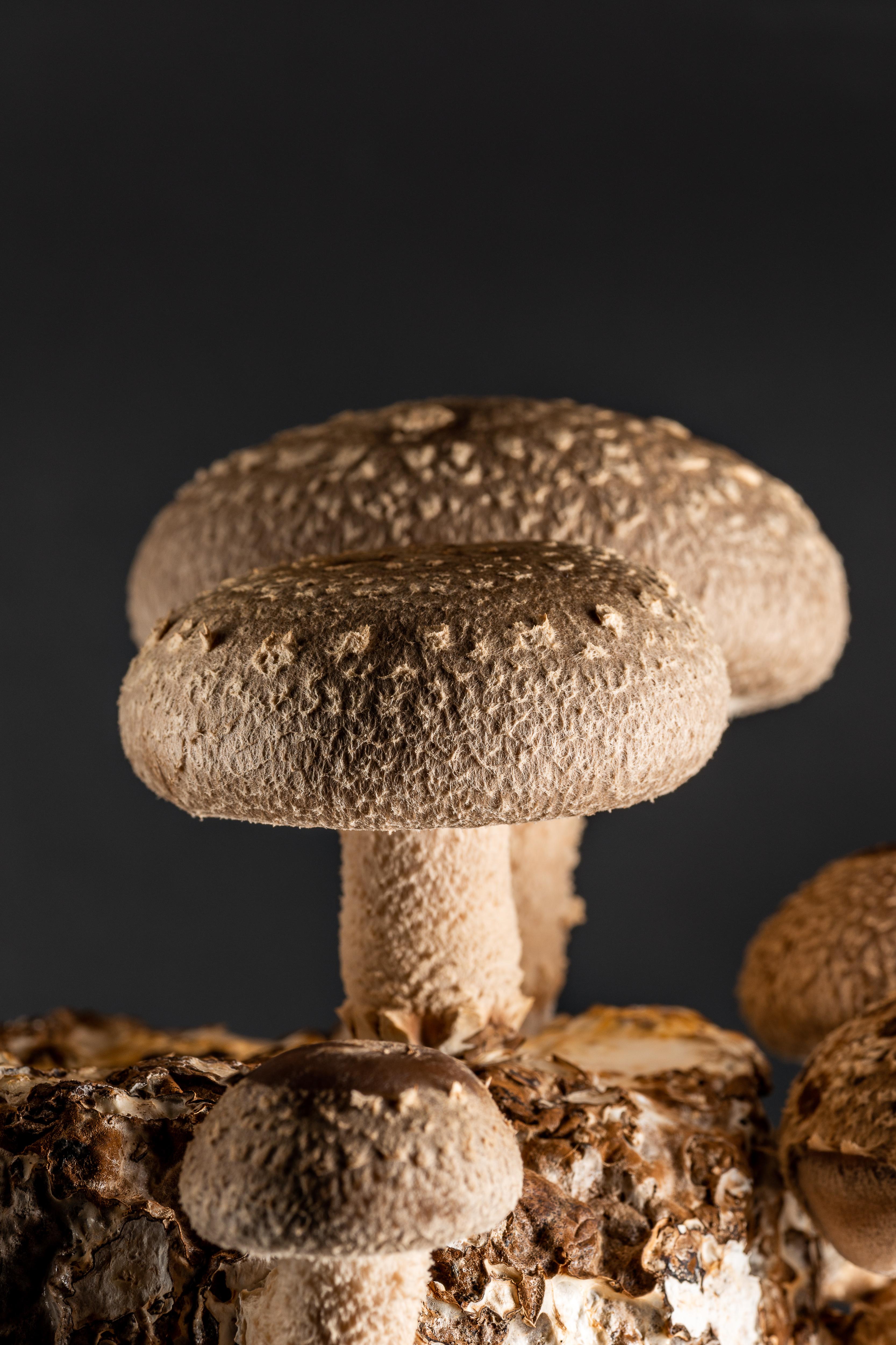 Shiitake Mushroom