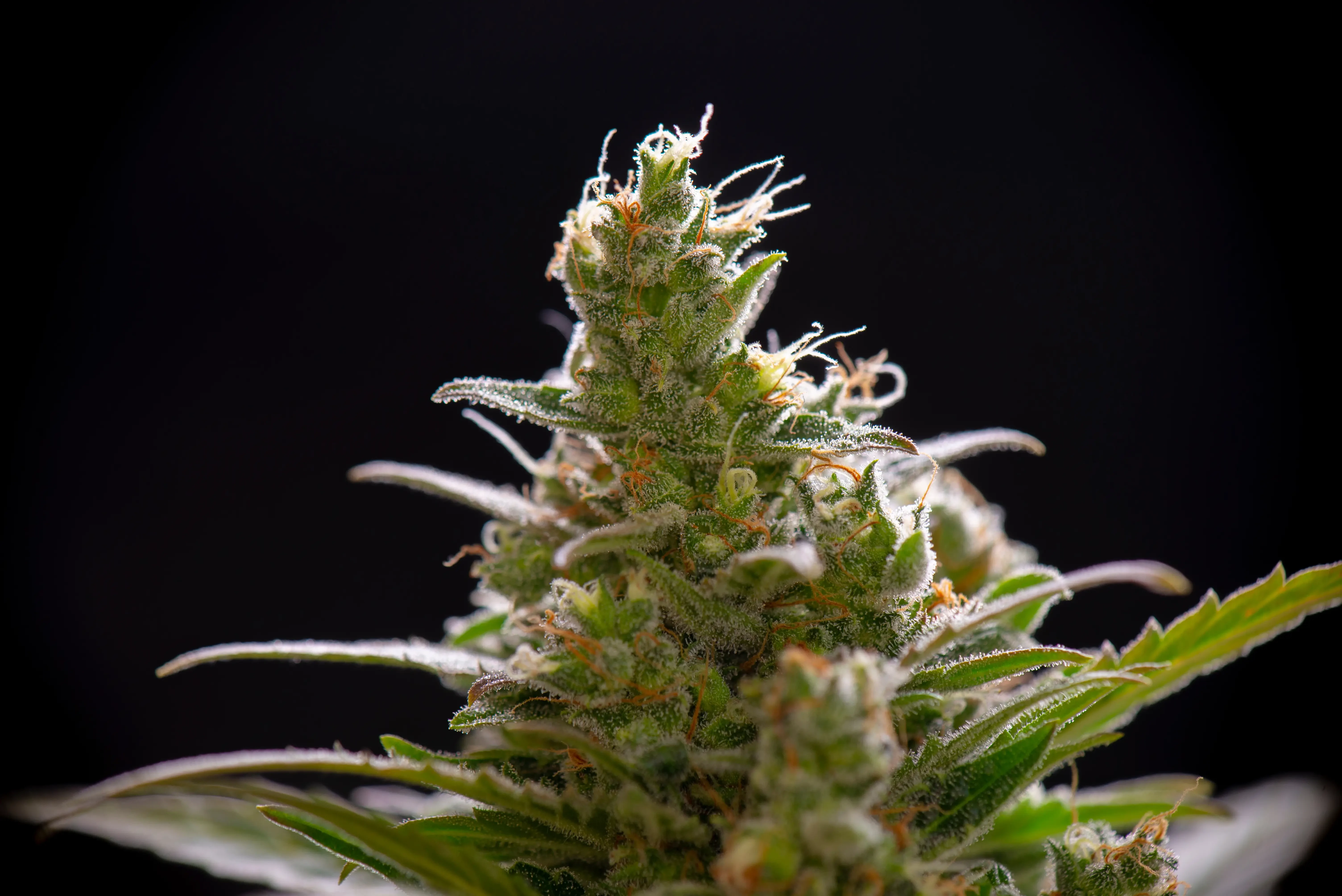 Strain Spotlight: Sour Diesel