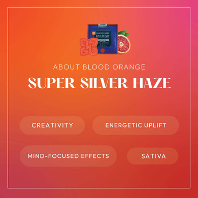 super silver haze infographic for gummy