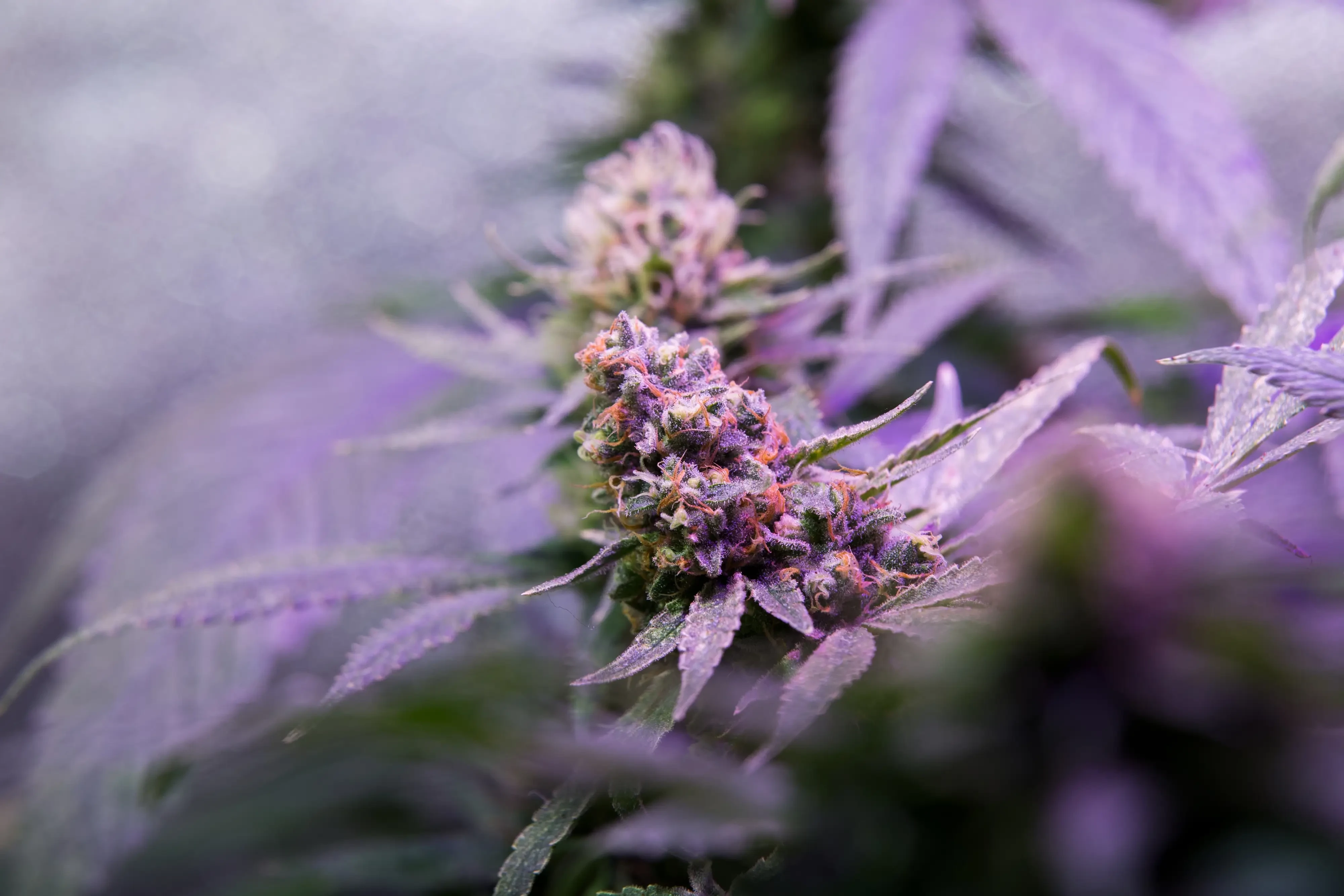 Weed Bud Cannabis Marijuana in indoor Sativa Super Silver Haze