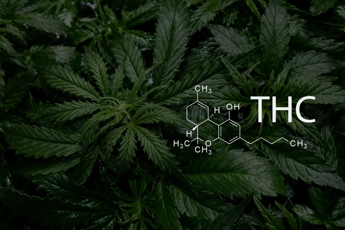 Tcha THC vs. Kava: Which One Feels Better?