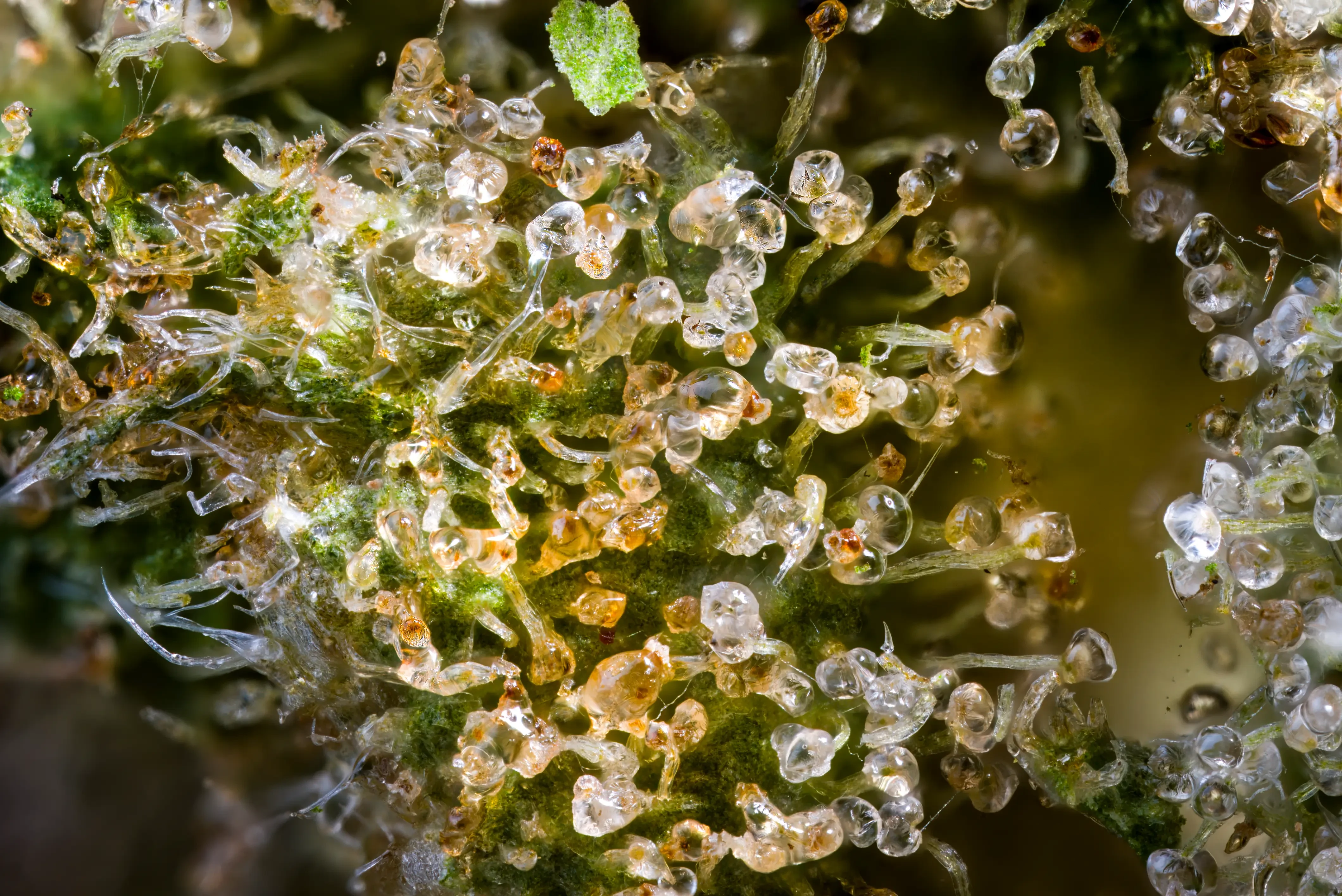 closeup detailed shot of trichomes on a thca flower bud
