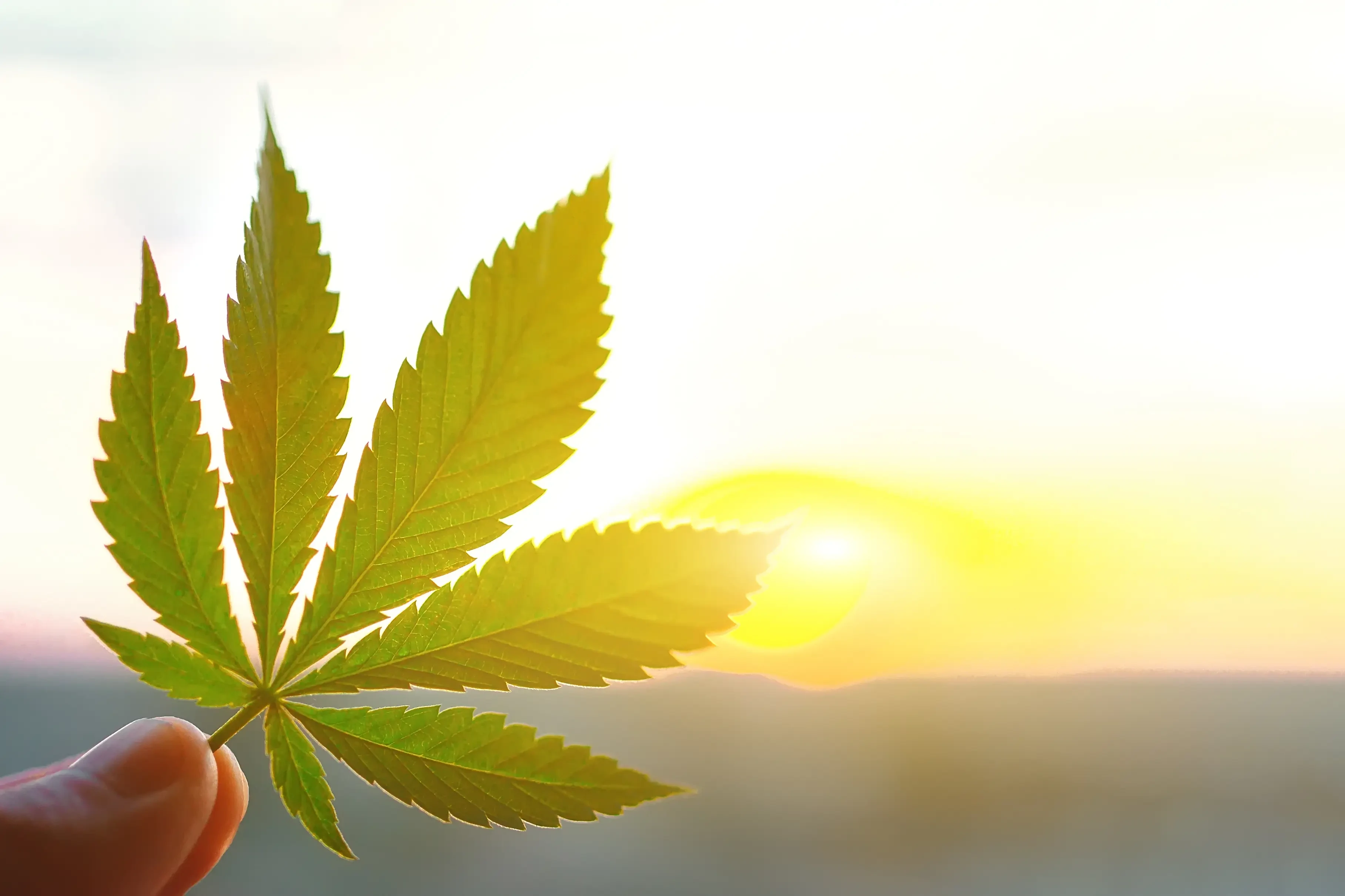 Exploring the Uses of Hemp: Nature’s Swiss Army Knife
