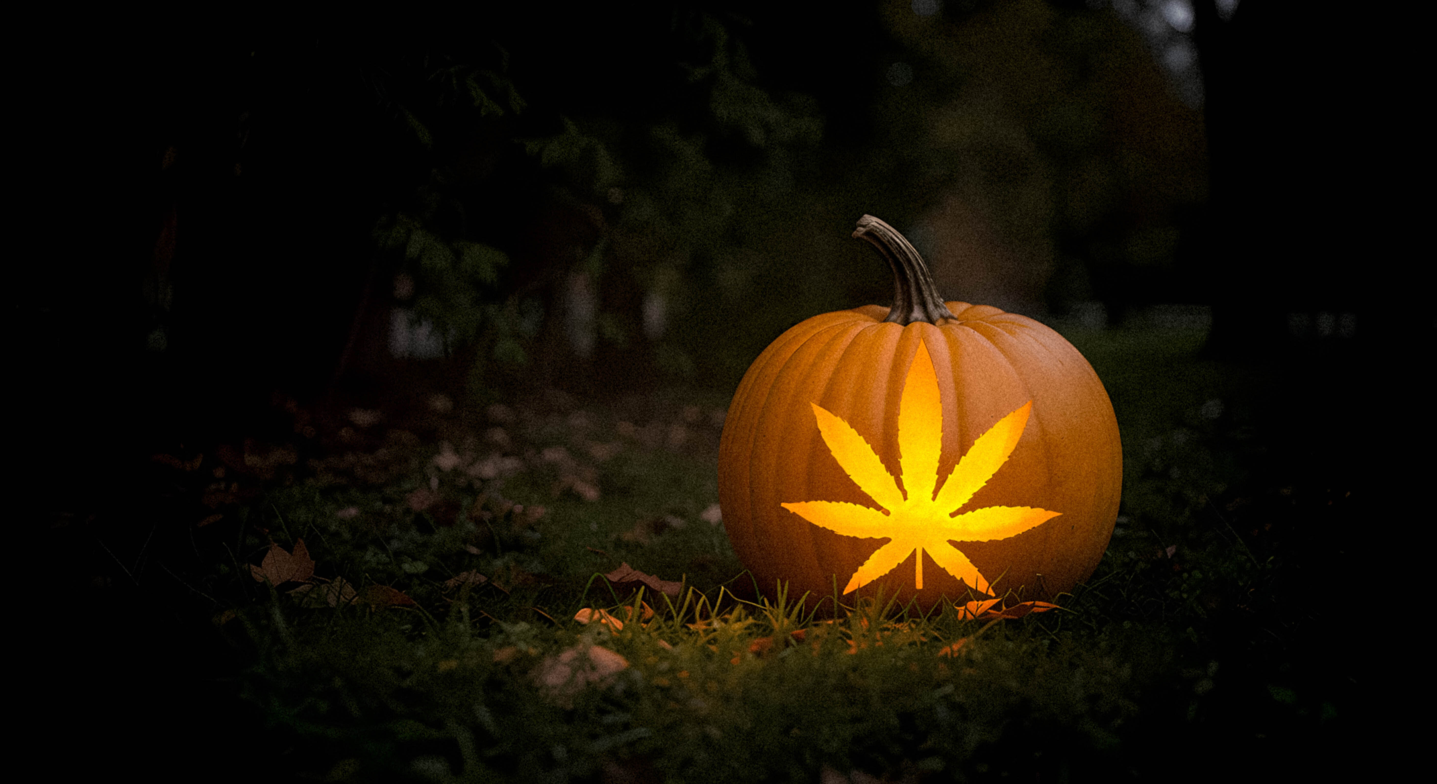 weed leaf on a halloween pumpkin