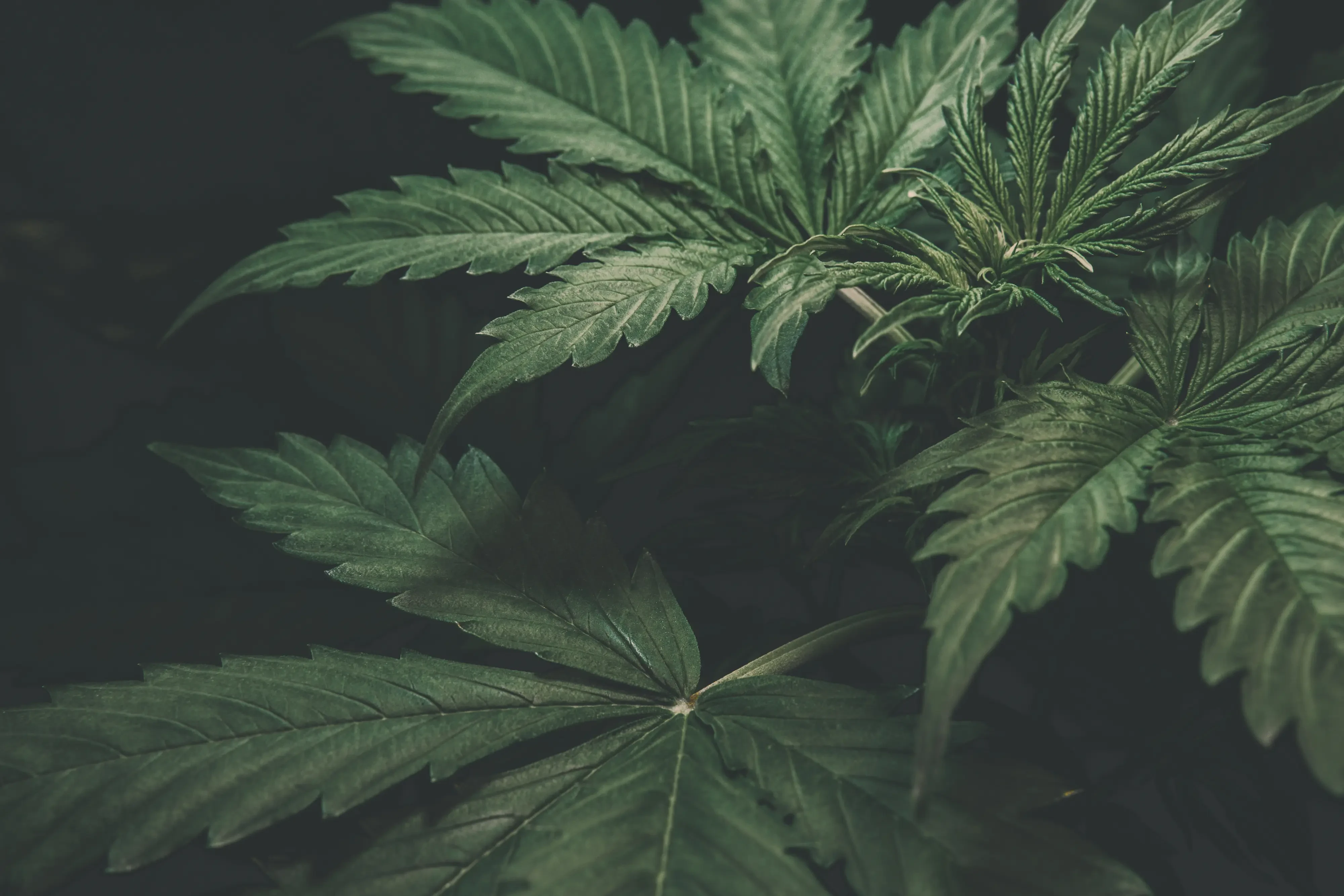 indica cannabis plant