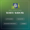 White Widow info graphic